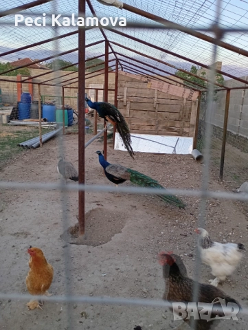 Продавам 3 мъжки и 1 женски пауни