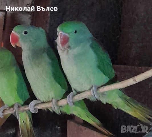 Млади мъжки и женски Александри, снимка 5 - Папагали - 52246227