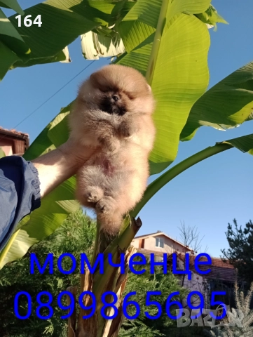 Померани. Реални снимки!, снимка 3 - Померан - 52543823