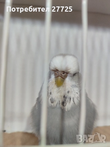 Изложбени папагали , снимка 5 - Папагали - 53290737