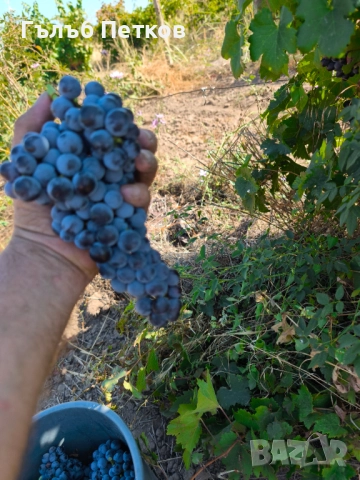 Грозде мерло , снимка 1