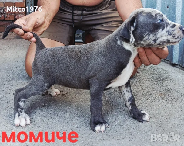 Pitbul-Питбул-Pitbul, снимка 10 - Питбул - 55892121