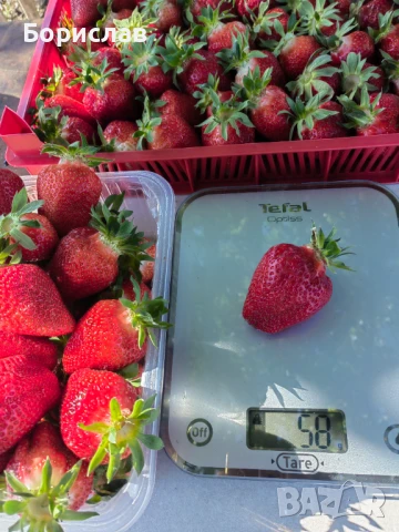 Разсад ягоди "КЛЕРИ", снимка 2 - Разсади - 51137243