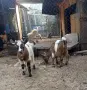 Мини декоративни кози, снимка 1