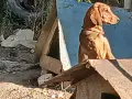 Шоколадово Гонче , снимка 2