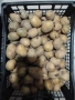 Картофи сорт Актрис, снимка 1