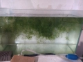 Роголистник за Аквариум , снимка 2
