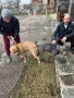 Продават се кученца Питбул Bluenose, снимка 13
