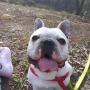 Мъжки френски булдог си търси женска , снимка 3