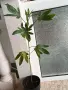 Каркаде хибискус, снимка 3