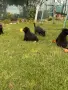 Продавам черни немски овчарки, снимка 10