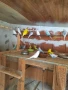Продавам вълнисти папагали , снимка 2