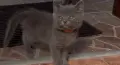 британски котки, снимка 9
