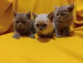 Котета от порода Руска синя котка !, снимка 13