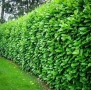 Лавровишна – Вечнозелен Храст за Жив Плет | В Контейнери, снимка 5