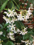 Жасмин, Trachelospermum Jasminoides, вечнозелен, студоустойчив, снимка 2