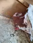 Женска фенерлийка, снимка 3