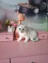 Британски момичета и момчета, снимка 9