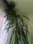 Слонска Юка Yucca elephantipes, снимка 2