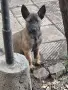 Белгийска овчарка !!! , снимка 3