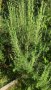 Розмарин - за пресаждане, пресен или за сушене, снимка 2