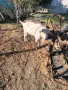 продавам прьч шут, снимка 4