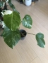 Monstera deliciosa Albo Variegata , снимка 5
