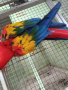  Сезонна разпродажба на папагали АРИ, снимка 5