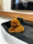 Той Пудел Момче Червен /Toy Red Poodle, снимка 4
