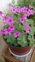 Продавам цветя Детелина Оксалис, розови, във висящи и обикновени саксии, снимка 16
