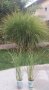 Мискантус декоративна трева , снимка 1 - Градински цветя и растения - 42541195