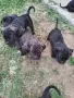 Продавам кученца Кане Корсо , снимка 3