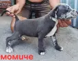 Pitbul-Питбул-Pitbul, снимка 10