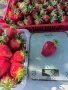 Разсад ягоди "КЛЕРИ", снимка 2