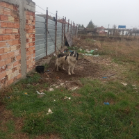 Куче, снимка 5 - Каракачанска овчарка - 44571686