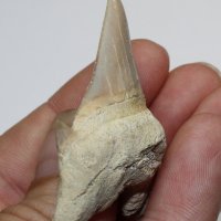 Фосилен зъб на акулата Otodus Obliquus - Плиоцен (5 - 66 Ма), снимка 3 - Колекции - 37432676
