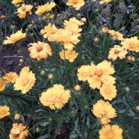 Кореопсис, снимка 1 - Градински цветя и растения - 37000008