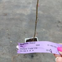 Магнолия Пинки,  Magnolia Pinkie, снимка 5 - Градински цветя и растения - 40173369
