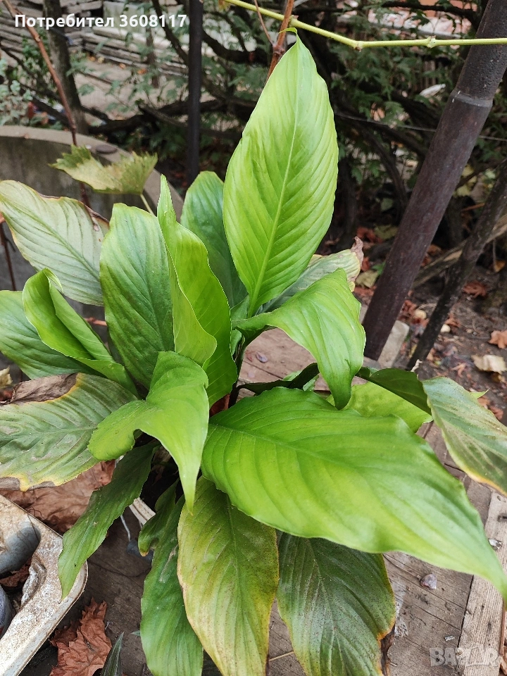 спатифилум , снимка 1