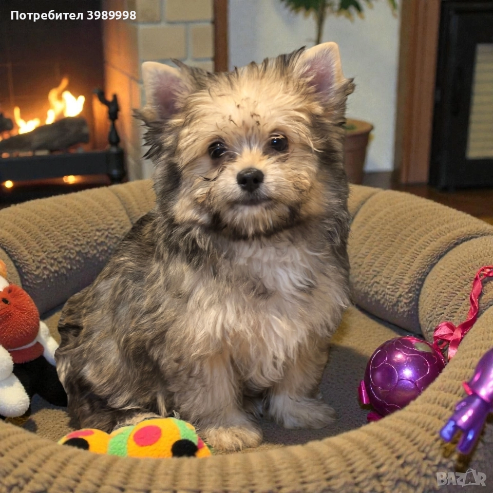 Момче Малтипо, снимка 1