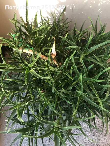 Алое, снимка 1