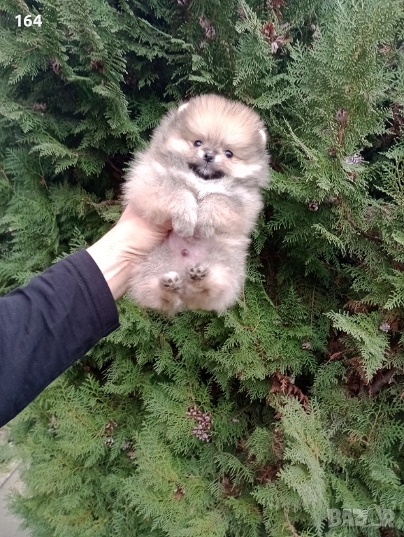 Миниатюрен мъжки Померан. Реални снимки!, снимка 1