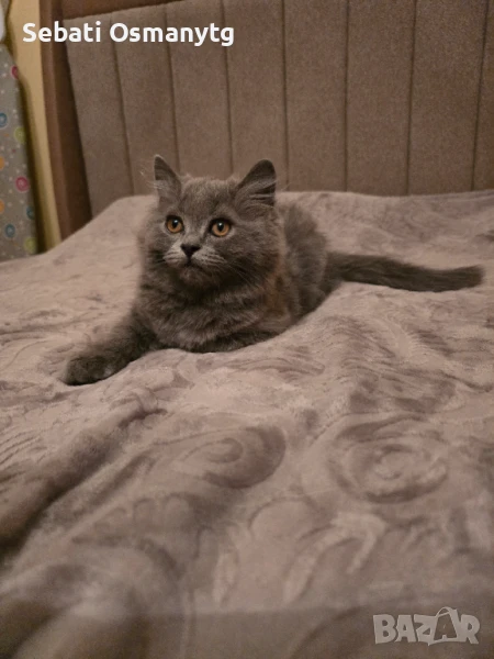 Британско коте, снимка 1