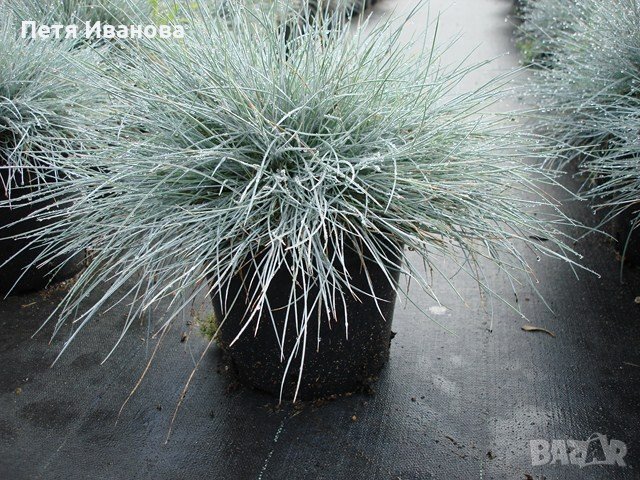 Синя трева, снимка 1