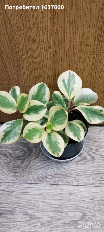 Пеперомия Golden gate , снимка 1