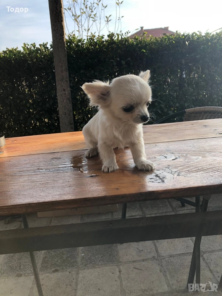 Продавам мини чихуахуа , снимка 1