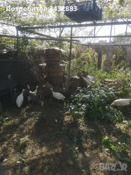 Продавам токачки , снимка 1