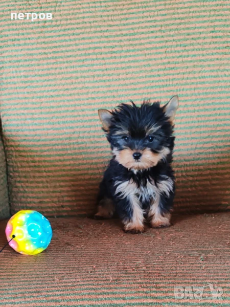 Йоркширски териер, снимка 1