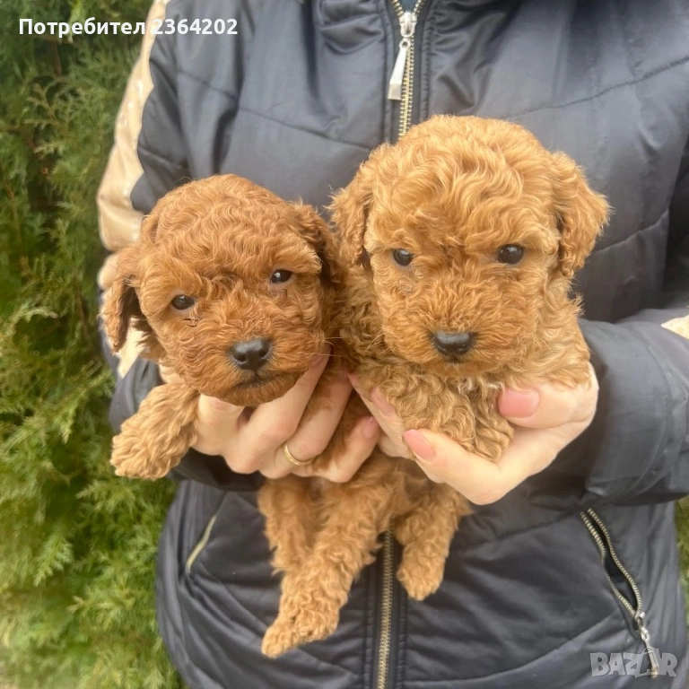 Пудел той, снимка 1