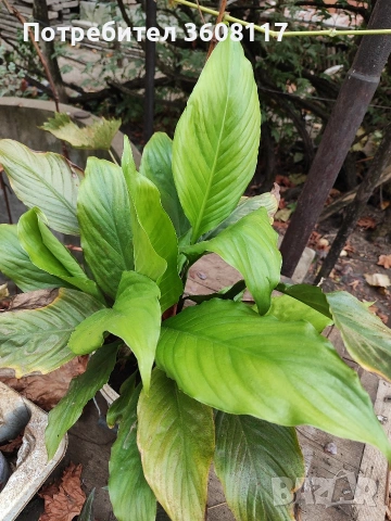 спатифилум 